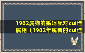 1982属狗的婚姻配对zui佳属相（1982年属狗的zui佳配偶 和什么属相zui配）